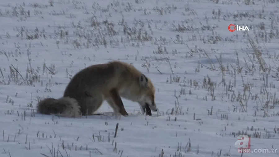 Karla kaplı arazide avlayıp böyle yedi! Vahşi doğa belgeselleri aratmayan görüntüler Türkiye’den 3
