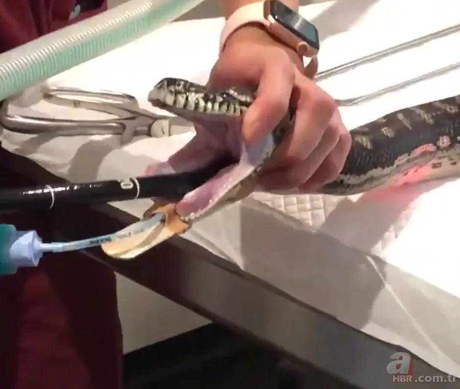 Bir yılan bunu neden yer? Pitonu ameliyat eden veterinerlerden sevinç çığlıkları 2