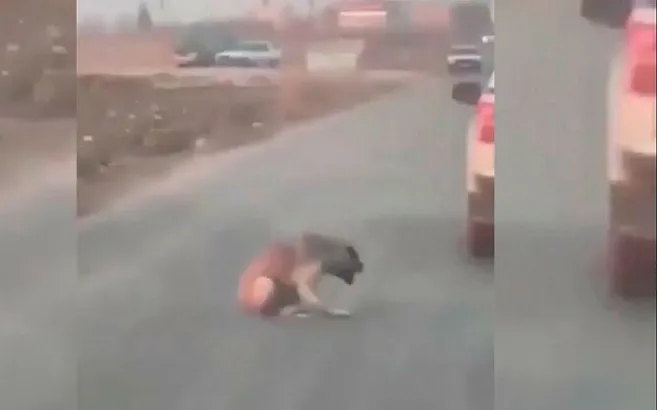 Şanlıurfa’da araçtan köpeğe ateş edip yaralayan şüpheli yakalandı