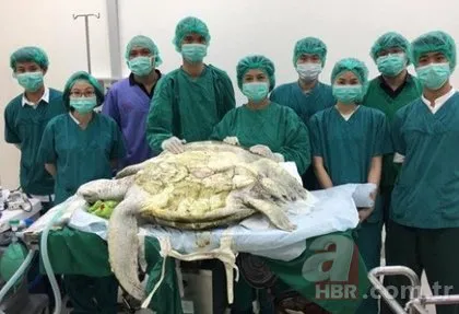 Kaplumbağanın karnından çıktı! Görenler gözlerine inanamadı