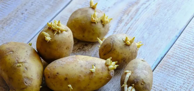 Filizlenen patates ölüme neden oluyor!