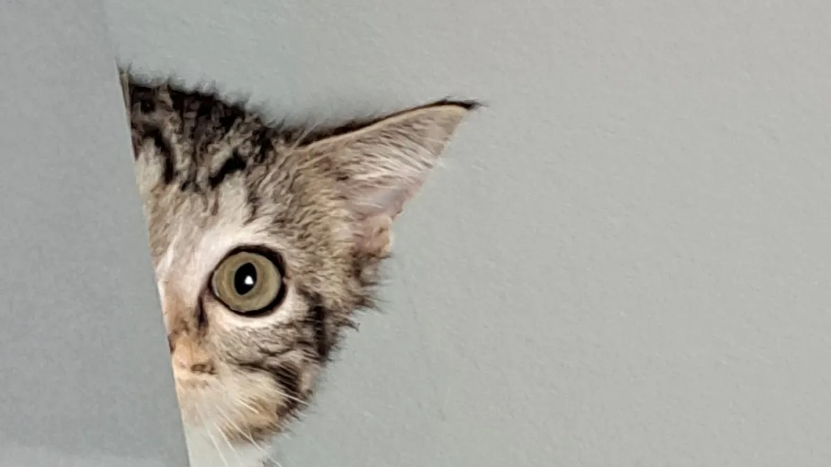 Kediler ve psikolojik etkiler: Şizofreni riskini artırabilir mi?