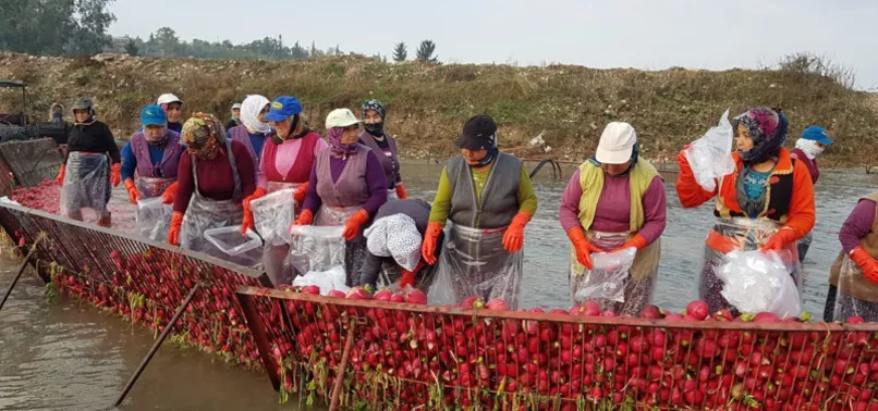 Osmaniye'de hasat başladı