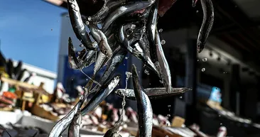 İstanbul hamsi kilo fiyatı | Av yasağı kalktı! Hamsiler tezgahtaki yerini aldı