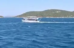 Teknedeki turistlere yunus sürprizi!