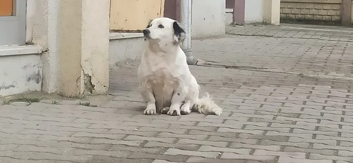 duzcede-yavrusu-calinan-kopek-hayata-kustu-1645619010964.jpg Düzce’de yavrusu çalınan köpek hayata küstü - 1