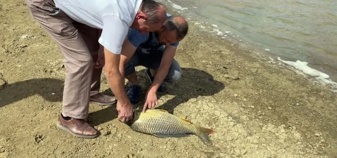 Denizde panik yaratan olay! Balıklar kıyıya vurdu! İnceleme başlatıldı...