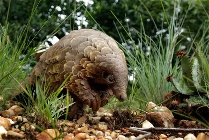 Koronavirüsün benzeri Pangolin isimli memelide kesin olarak bulundu! Uzmanlar uyardı