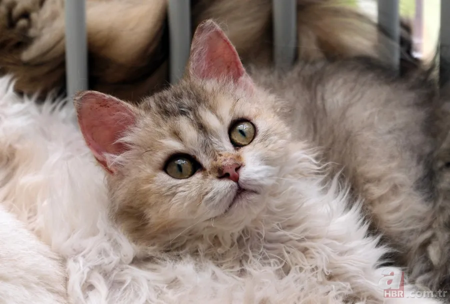 Evcil hayvan sahipleri buraya! Kedinizle iletişim kurmanın en pratik yolu 7