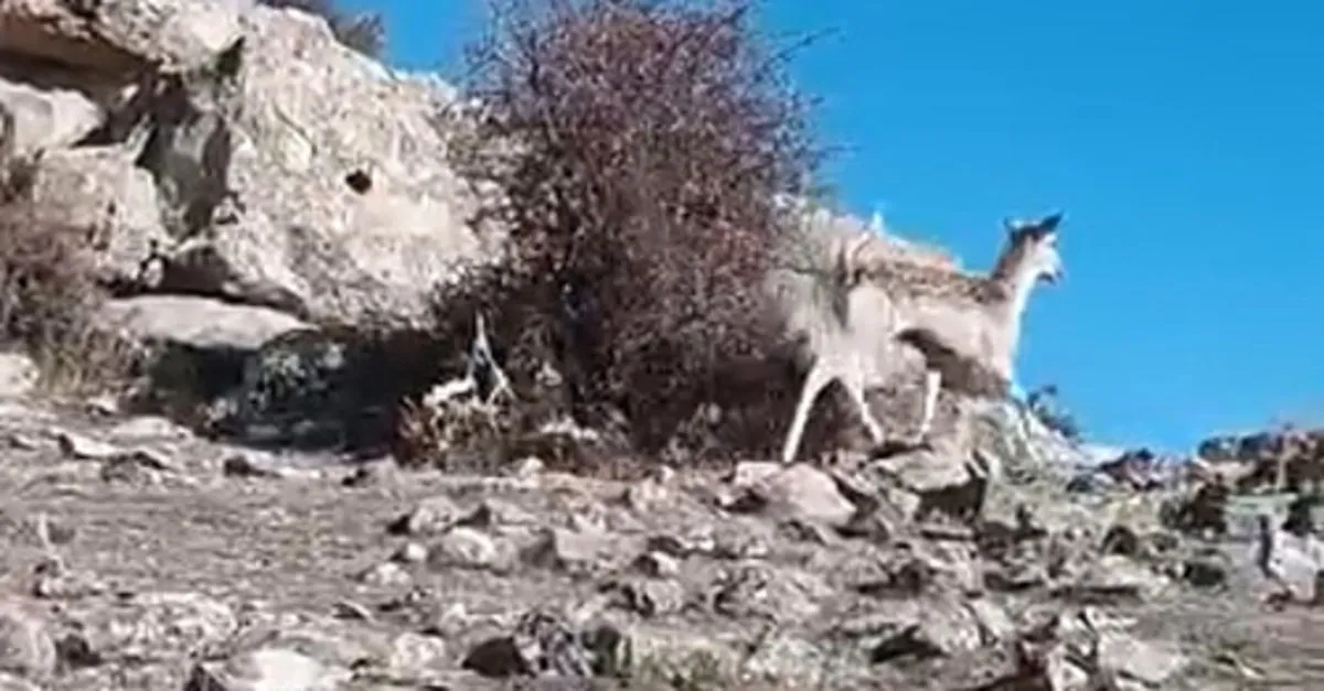 Mardin'de ceylan görüntülendi