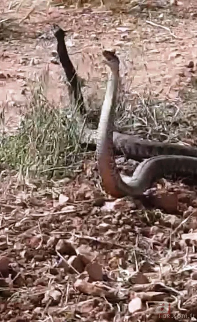 Dünyanın en zehirli yılanı Türkiye’de görüldü! Isırığı 10 dakika içinde öldürüyor!