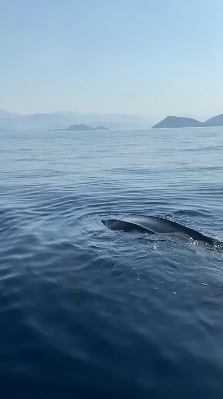 Türkiye denizlerinde ilk kez görüntülendi: Kafası 10 kiloluk karpuz gibiydi