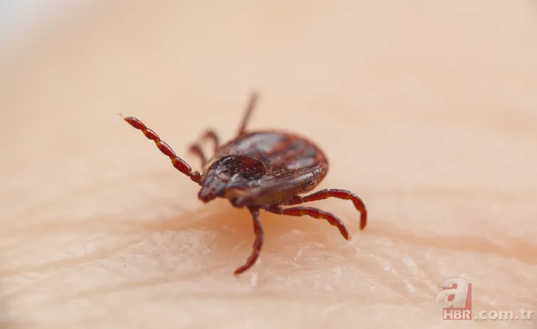 Hızla artıyor! Koronavirüsten daha ölümcül! Kırım Kongo Kanamalı Ateşi (KKKA) hastalığı nedir? Belirtileri neler? 6