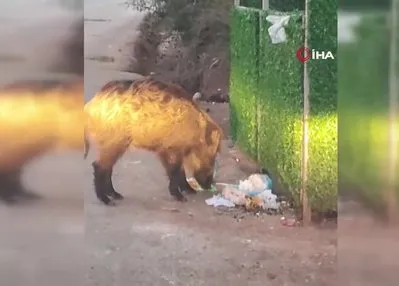 Marmaris’i domuzlar istila etti