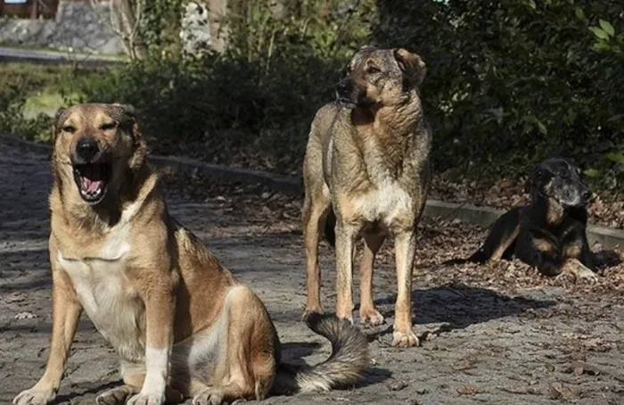 Sokak köpekleri düzenlemesinde son düzlük! Hazırlıklar tamam: Ne tür değişiklikler yapılacak?