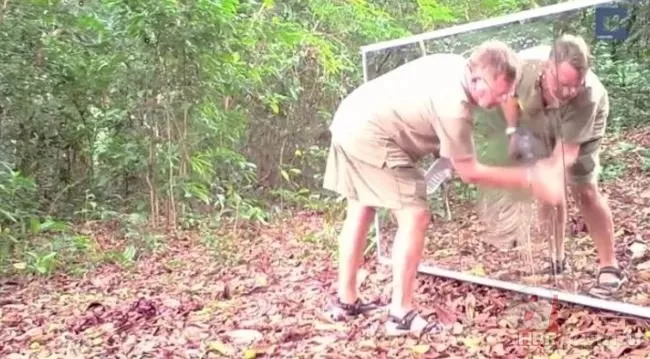 Vahşi doğada daha önce böylesi görülmedi! Goril aynada kendisini görünce saldırmaya başladı 3