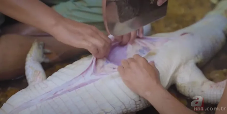 Hayatta kalmak için avladıkları timsahın karnından çıkanlar şoke etti! Mide bulandıran görüntü 20