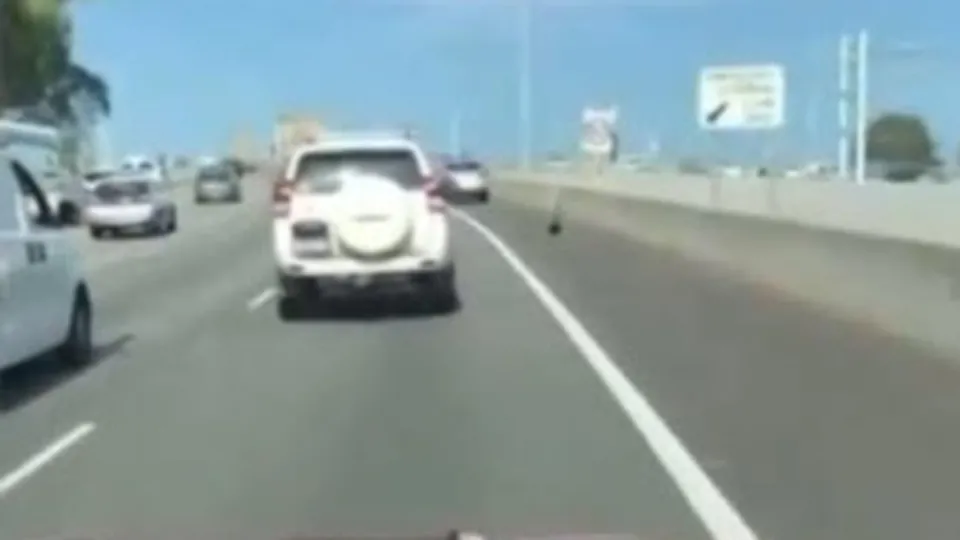 Otoyolda davetsiz misafirler trafiği durdurdu
