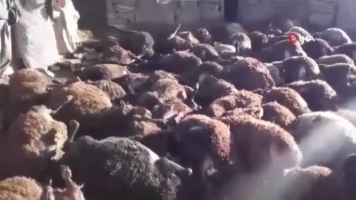 Günün en acı haberi Kars’tan! 190 koyun kurtlar tarafından telef edildi! Kürtçe ağıtlar ciğerleri dağladı
