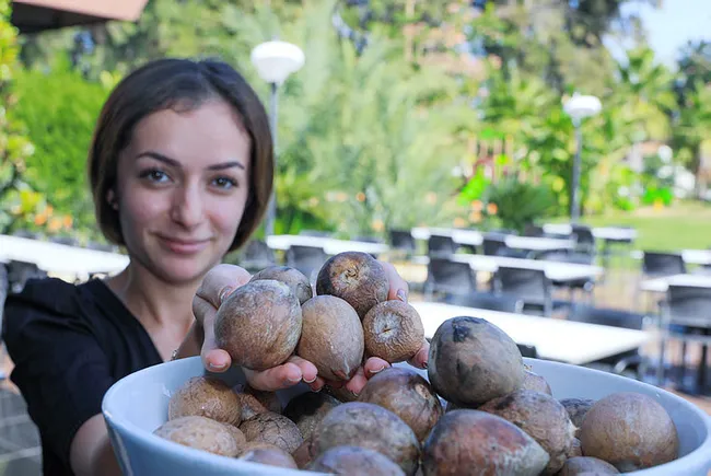 Avokado talebine yetişemeyen üreticiler çekirdek toplamaya başladı - 3
