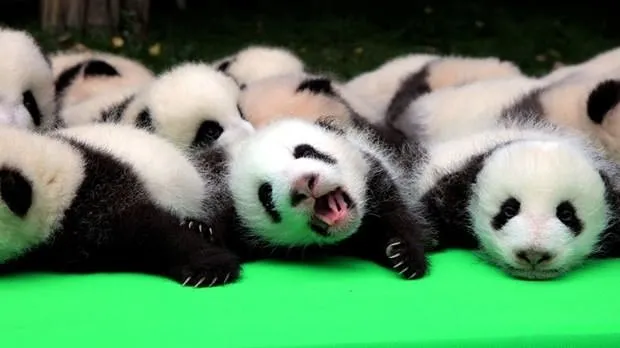 Yeni doğan 23 panda görücüye çıktı