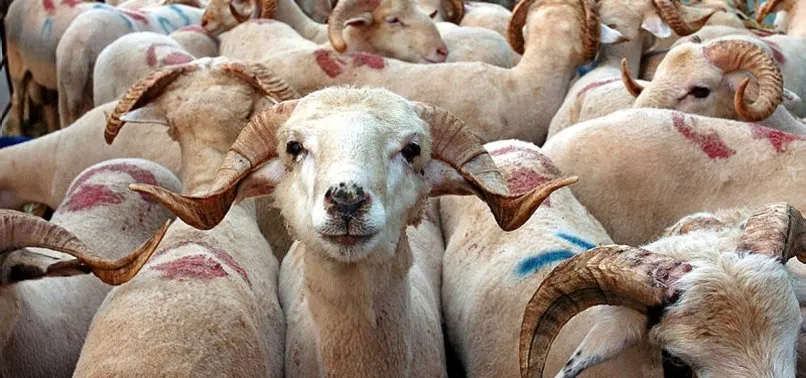 Jual Kambing Kurban Jual Kambing Kurban