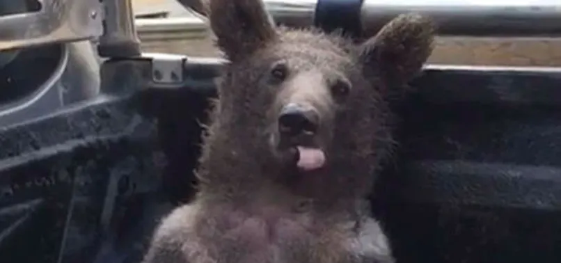 Düzce'de balın dozunu kaçıran ayı sosyal medyayı salladı! O balı yerseniz siz de ayı gibi kendinizden geçebilirsiniz! Bakın yedikten sonra neler yaşamış...