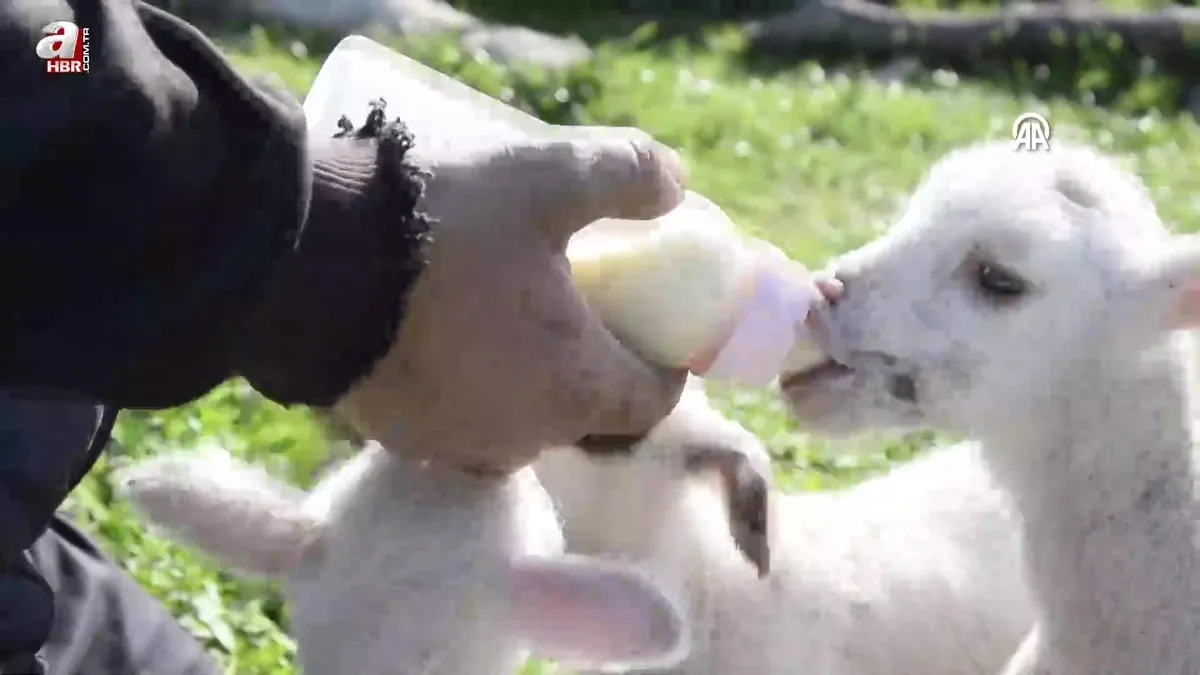 Manisa'da koyun tek batında 5 kuzu doğurdu