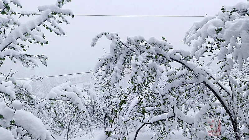 Şehir şehir zarar gören ürünler listesi: Fındık, Ceviz, Kiraz... Türkiye'de Zirai Don Haritası ortaya çıktı! 25