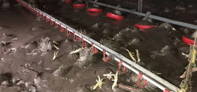 Bartın’daki sel felaketinde 24 bin tavuk telef oldu