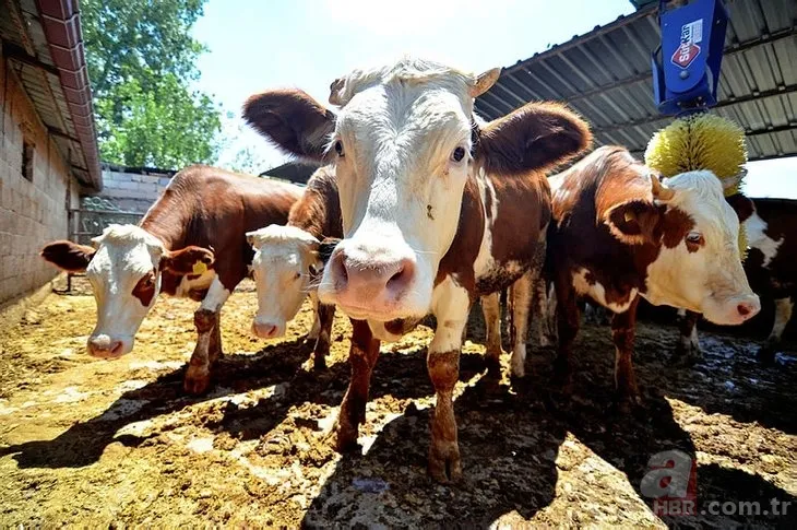 Kurbanlık fiyatları son dakika il il açıklandı: 2022 koyun, keçi, dana fiyatları ne kadar, kaç TL oldu? Büyükbaş, küçükbaş... 6