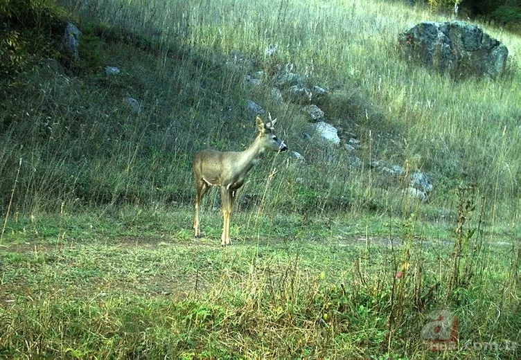 Kedigillerin en zor bulunan türü | İstanbul'da lüks bir malikanede ele geçirildi! Nesli neredeyse hiç kalmadı 14