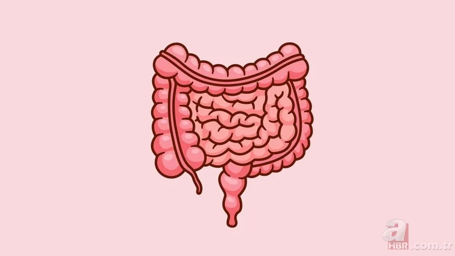 Kolon kanserine karşı etkili kalkan! Harvard doktorları öneriyor: 1 porsiyon yetiyor 1