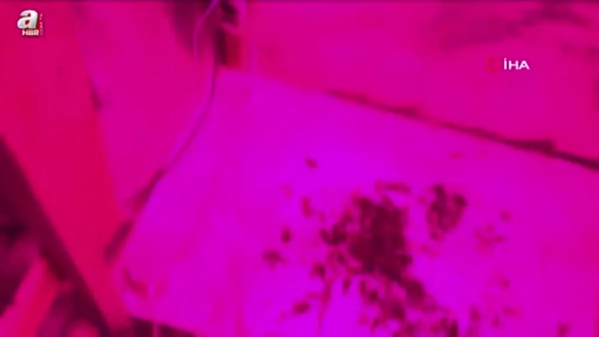 Samsun'da bağ evindeki uyuşturucu düzeneğini 'tony' ortaya çıkardı