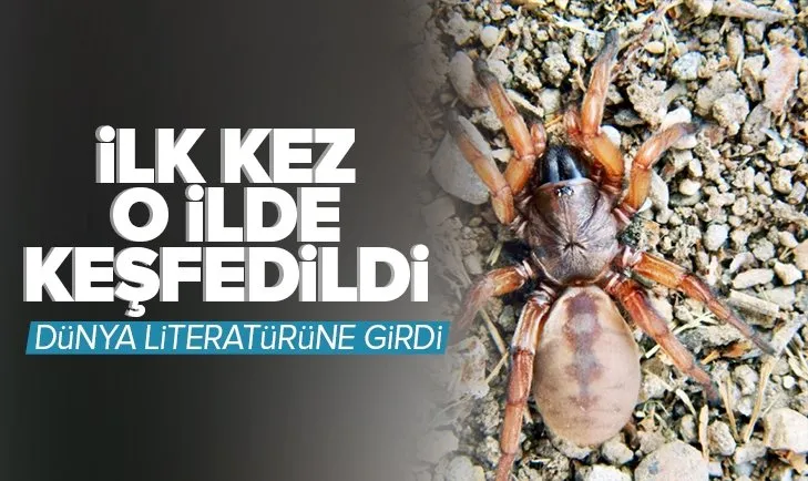 İlk kez o ilde keşfedildi! Dünya literatürüne girdi
