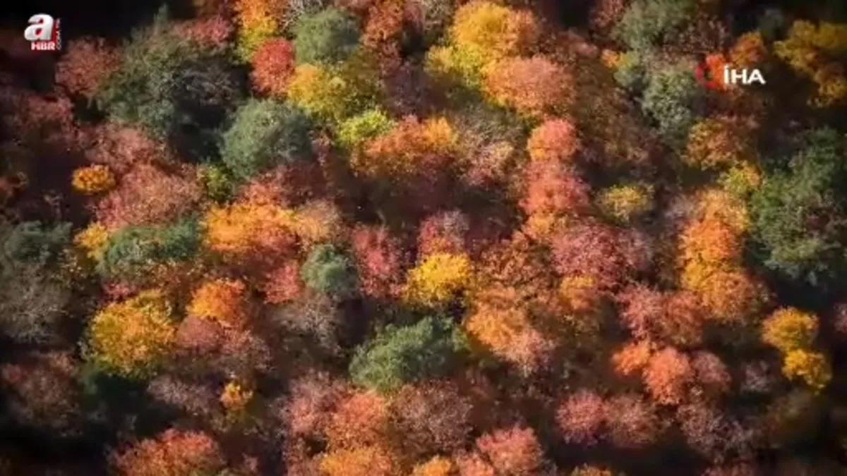 Ormanlık alanlarda sonbahar güzelliği