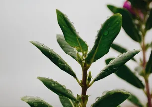 Japon evlerinde hep var: Evin girişine bunu koyan parayı ve şansı çekiyor!