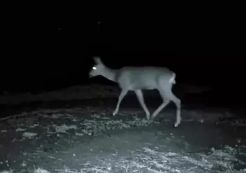 Tekirdağ'da 3 karaca fotokapanla görüntülendi