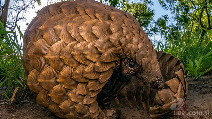 Pangolin koronavirüs taşıyıcısı çıktı! İşte Pangolinlerin yaşadığı ülkeler ve bölgeler... 16