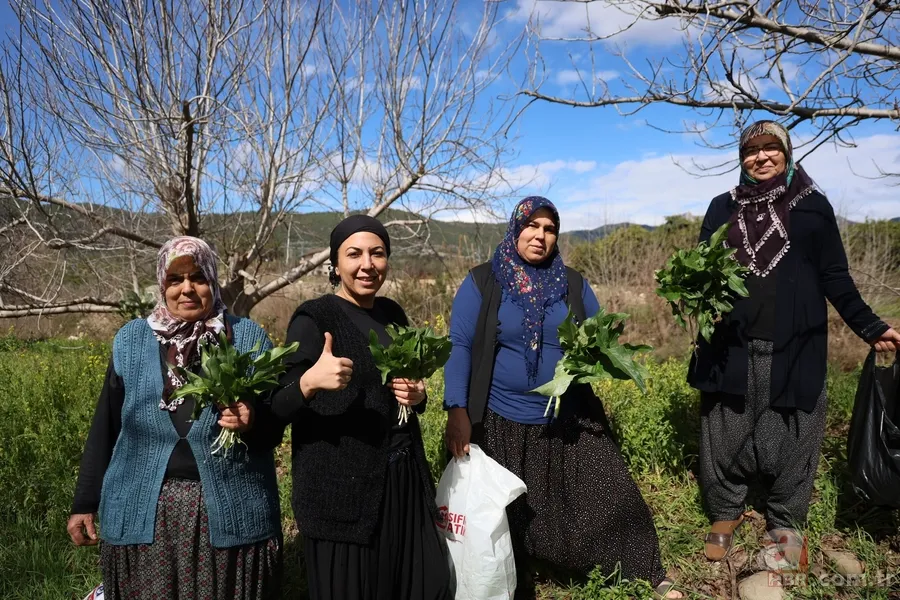 Yılda sadece iki ay toplanıyor! Zehirden şifaya mucizevi dönüşüm 1