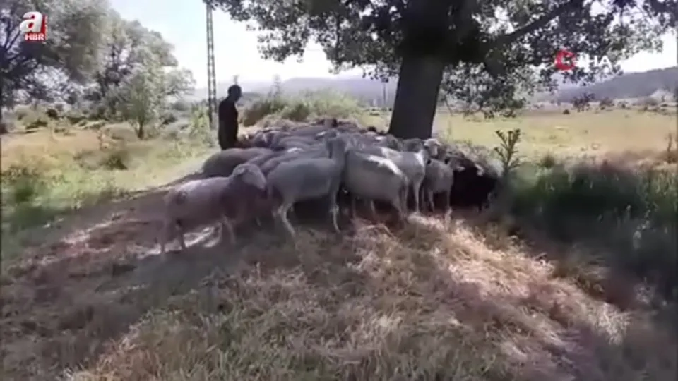 Bolu’da başıboş köpekler sürüye saldırdı