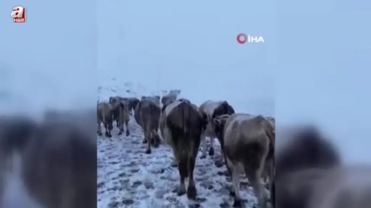 Bayburt'un yüksek rakımlı köylerinde kar yağışı etkili oldu