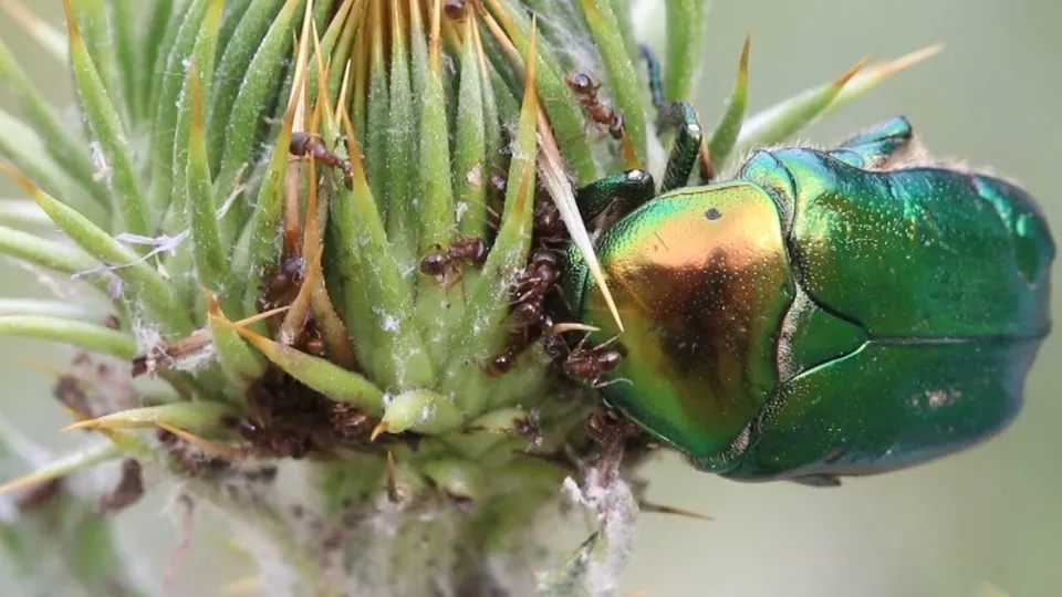 Doğada yaşam mücadelesi kamerada! Belgeselleri aratmayan anlar o ilimizde görüntülendi! Karıncalar altın böceğinin...