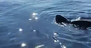 Türkiye’de görüntülendi!