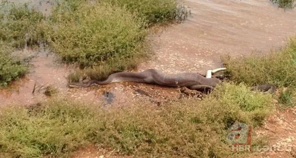 Dev piton ile timsahın yaşam savaşı! O anlar böyle görüntülendi... 16