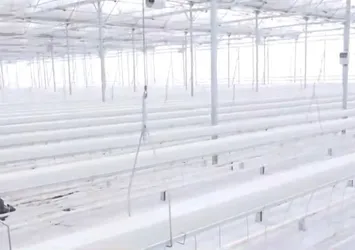 Erzurum’da jeotermal serada domates üretilecek! Türkiye’nin en yüksek rakımında üretim