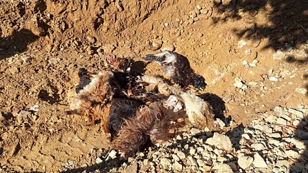 Ağılda katliam! Kurtlar girdi