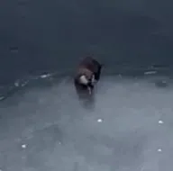 Avını yerken yakalanınca böyle poz verdi