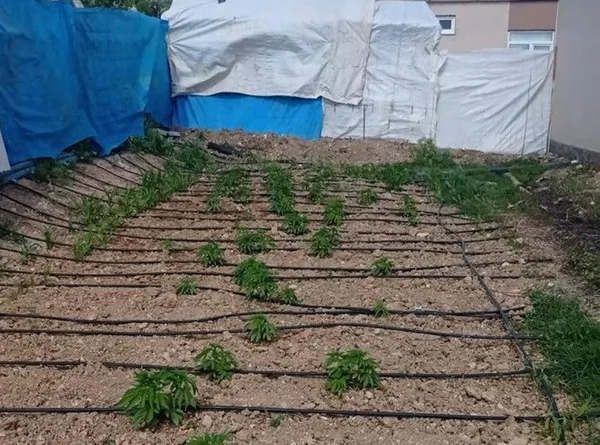 bahcesini-kenevir-tarlasina-cevirdi-operasyonla-el-konuldu-1653420781824.jpg Bahçesini kenevir tarlasına çevirdi! Operasyonla el konuldu - 1