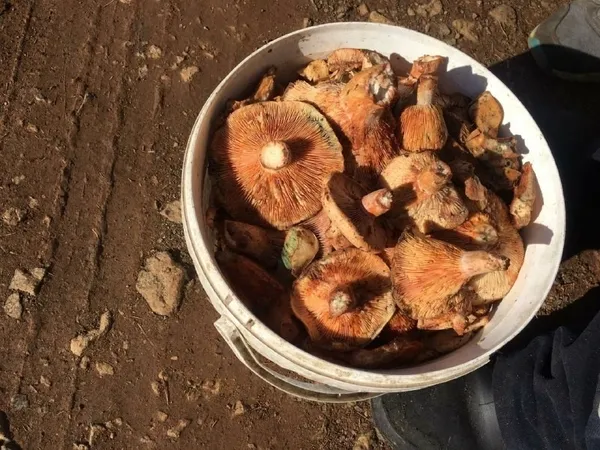 denizlide-cintar-mantari-tezgahta-fiyatini-duyan-ormana-kostu-1634045322123.jpg Denizli’de çıntar mantarı tezgahta! Fiyatını duyan ormana koştu - 2